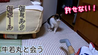 掃除機に立ち向かってみた猫