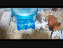 ハムスター飼いました。その102～2020年9月だよ!!体重測定だよ!!&近況報告