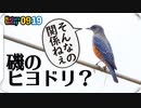 0919【鳴くイソヒヨドリのオス】小魚がカワセミに食べられる。カルガモコガモにシジュウカラの鳴き声ﾂﾋﾟツピ、ギンヤンマの産卵【今日撮り野鳥動画まとめ】 #身近な生き物語