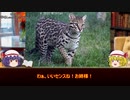 【ゆっくり解説】第７回ゆっくりどうぶつずかん【オセロット】