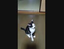 ねこ