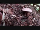 （普通に山歩き回）変態忍者の、有害鳥獣駆除従事活動記・その１２４