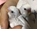 短いの詰め合わせ(白いちびっこ編)