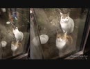 【可愛い！！】4本足の猫【ｶﾜ(・∀・)ｲｲ!!】