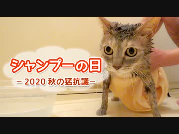 【モアクリ】 シャンプーの日 〜2020 秋の猛抗議〜