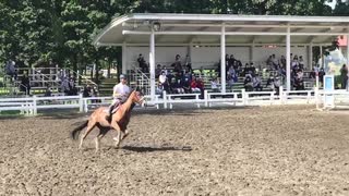 北海道秋季馬術大会　ダーレージャパンジャンピング)100cm)