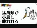 0920【捕食者が小鳥に襲われる】猛禽類にセキレイがモビング。カルガモはドングリ食べられる？オレンジのセキレイ！？デブチョコボみたいなスズメ【今日撮り野鳥動画まとめ】 #身近な生き物語