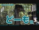鳥類とコミュニケーションを図る黛灰
