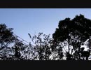 虫の鳴き声と風の音【作業用BGM】
