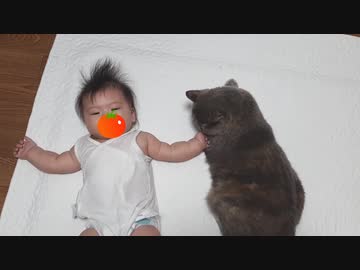赤ちゃんの手の匂いだ猫ちゃんがまさかの…笑