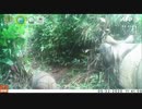 絶滅危惧のジャワサイ 子ども2頭を確認 種の存続への期待高まる