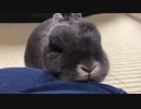 【うさぎ】毛玉と戯れるだけの動画【甘え鳴き】