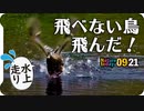 0921【飛べない奇形のカルガモが飛んだ】スズメの水浴び、カラスにイソシギ、ハクセキレイ。新米稲刈り、トノサマガエルが逃げる【今日撮り野鳥動画まとめ】 #身近な生き物語