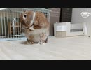 【うさぎ動画】うちのうさぎが涙目…のお話【#041】