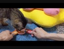 SCを食べられないJTR