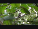 キツツキ　小樽市天狗山