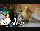 秋の野草が美味しいね！