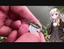 紲星あかりの田んぼの隅っこで　その４