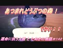 【あつ森】前人未島へようこそ！#142【あつまれどうぶつの森】