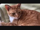 猫の顔をモミモミ