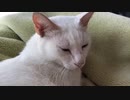 上下する猫のお腹