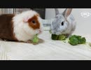 【うさモル動画】ブロッコリーにご満悦なうさぎとなぜか尻を振ってしまう謎モルモット【Bunny and Guinea pig】 #042