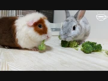 【うさモル動画】ブロッコリーにご満悦なうさぎとなぜか尻を振ってしまう謎モルモット【Bunny and Guinea pig】 #042