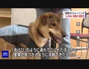 「保護犬」から「ふれあい活動犬」に 8頭に認定証 徳島