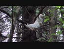 ホモと見るSASUKEをする猫