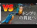 カワセミの喧嘩が平和すぎて長すぎたので垂れ流し