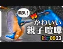 0923【カワセミ親子で縄張り争い】カルガモ喧嘩、コガモにモズにオナガ、カワラバト水浴び【今日撮り野鳥動画まとめ】 #身近な生き物語