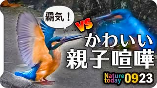 0923【カワセミ親子で縄張り争い】カルガモ喧嘩、コガモにモズにオナガ、カワラバト水浴び【今日撮り野鳥動画まとめ】 #身近な生き物語