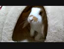 別荘の中のクッションをぐしゃぐしゃにするうさぎさん
