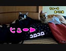 猫にとってコロコロはＦ１みたいなんです