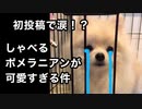 【初投稿】しゃべるポメラニアンが可愛すぎる件　涙のわけは？