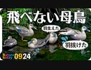 0924【カルガモ親子と飛べない母】ムクドリに食べられる柿、チョウゲンボウのホバリング、ハクセキレイ水浴び、モズの鳴き声、まんまるマルガモ【 #今日撮り野鳥動画まとめ 】 #身近な生き物語