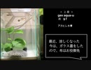 【vlog練習】アカヒレ ☆×６【ゆっくり】