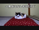 暴れる三毛猫、そして気遣うふたり