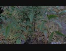 雨の音20200925【作業用BGM】