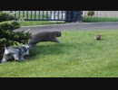 犬（ミニチュアシュナウザー）と猫に追いつめられるウサギ