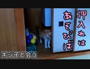 猫と押入れで『ダルマさんが転んだ』的な