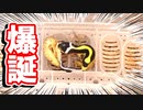 【かなりタイプ！】レオパの赤ちゃんが産まれてきました