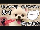 【歌ってみた】おしゃべりポメラニアンが歌ってみたらカオスなことになった