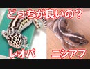 レオパとニシアフどっちが初心者向きなのか？