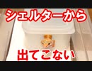 【なぜ出てこない！】レオパがシェルターから出てこないのはなぜなのか？
