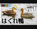 0926【カルガモ地帯に迷鳥オナガガモ】カラスとハトが何か食べる。シジュウカラの鳴き声にメジロとエナガ。毒毛虫チャドクガ【 #今日撮り野鳥動画まとめ 】 #身近な生き物語
