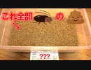 【3000匹の糞】18日間でデュビアの糞はどのくらい溜るのか？