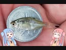 極小を求めて ～ちびタナゴが釣りたい～【VOICEROIDフィッシング】