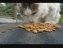 (ΦωΦ)♪【ドアップ】むしゃ むしゃ、ウマイにゃん♪(ΦωΦ)