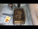 自宅で、しまなみ海峡素材を焼く！Bake Shimanami Strait material at home!